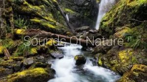 Download tiếng chim, nước chảy .mp3 miễn phí bản quyền